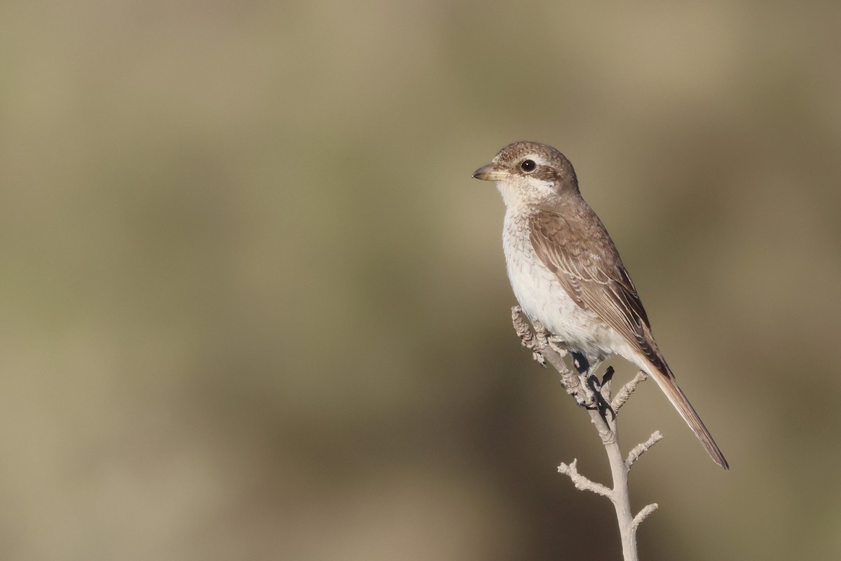 Alcaudón Dorsirrojo - ML646854476