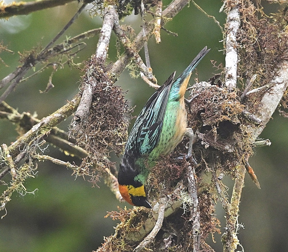 Saffron-crowned Tanager - ML646854480
