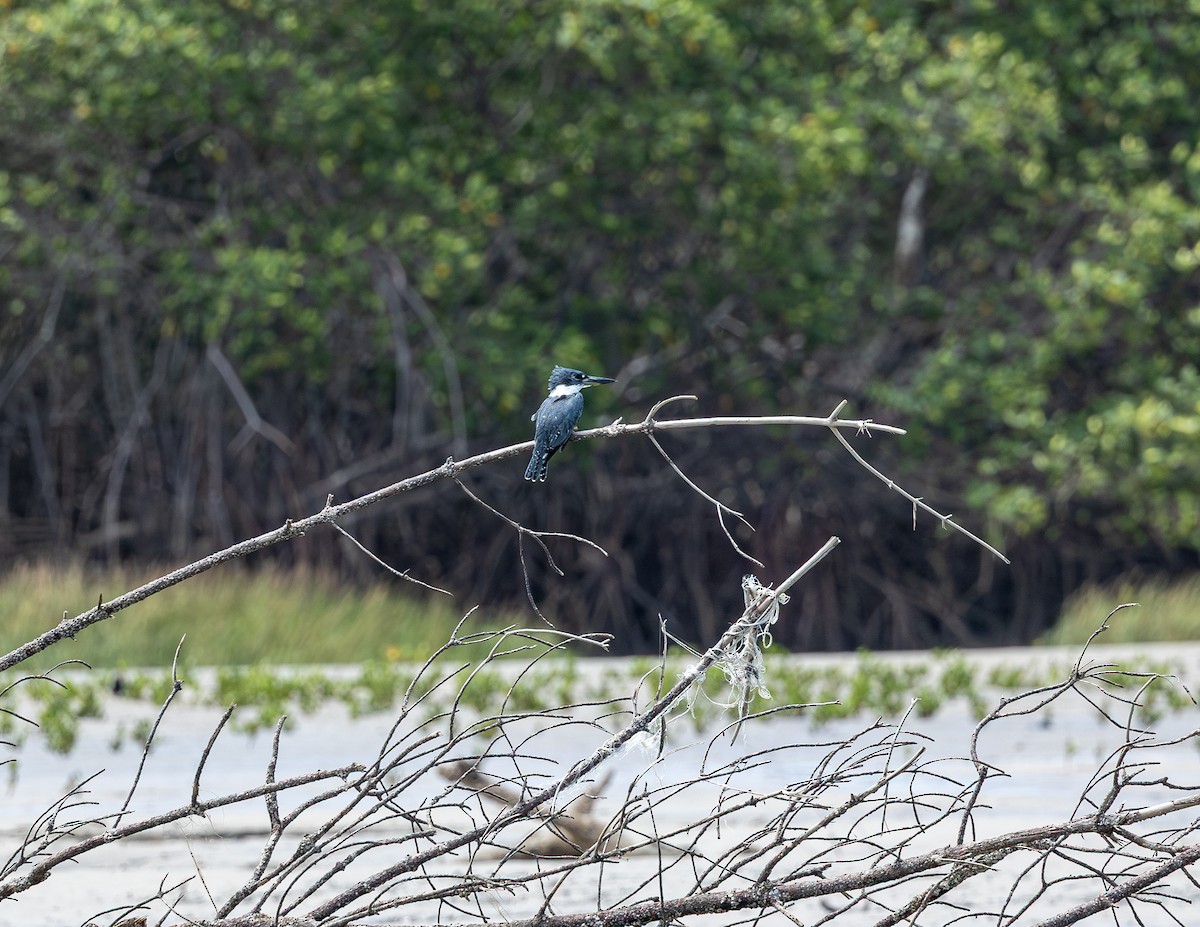 Ringed Kingfisher - ML646854481