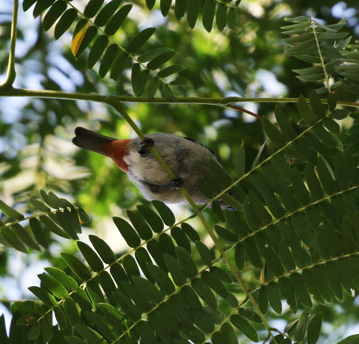 Chestnut-vented Conebill - ML646854485
