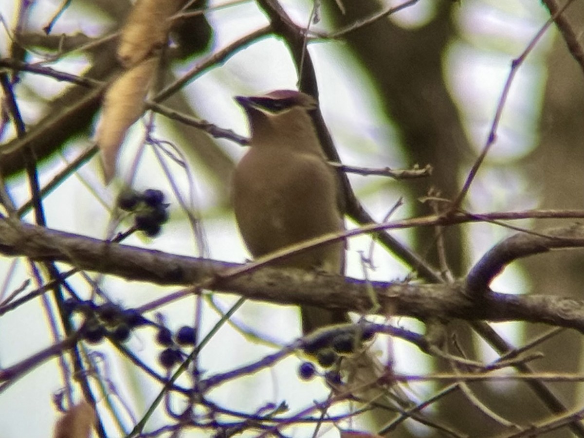 Cedar Waxwing - ML646854488