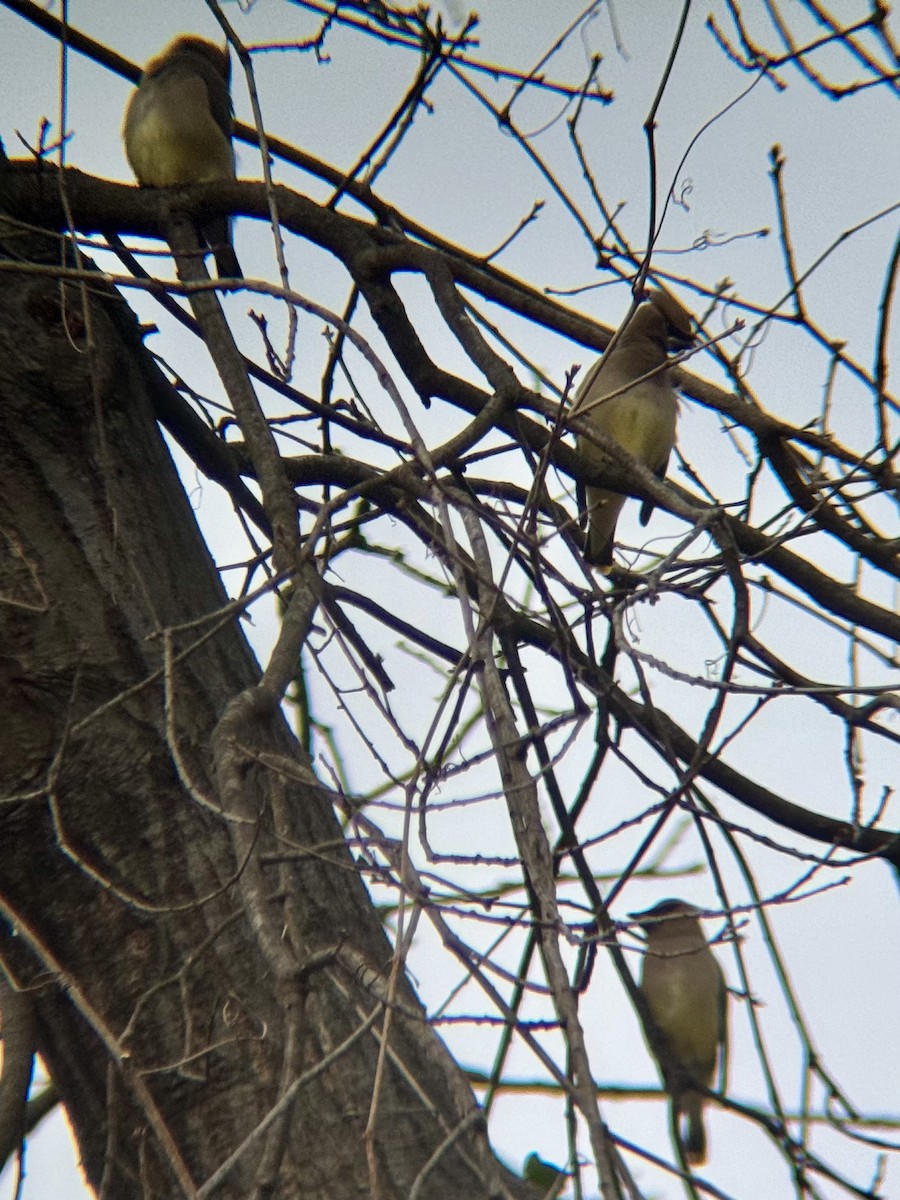 Cedar Waxwing - ML646854490