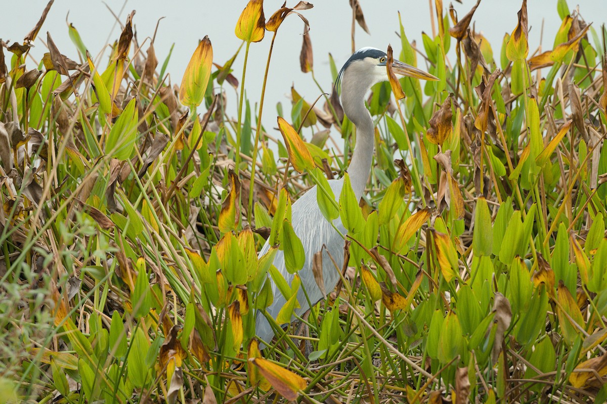 Большая голубая цапля - ML646854492