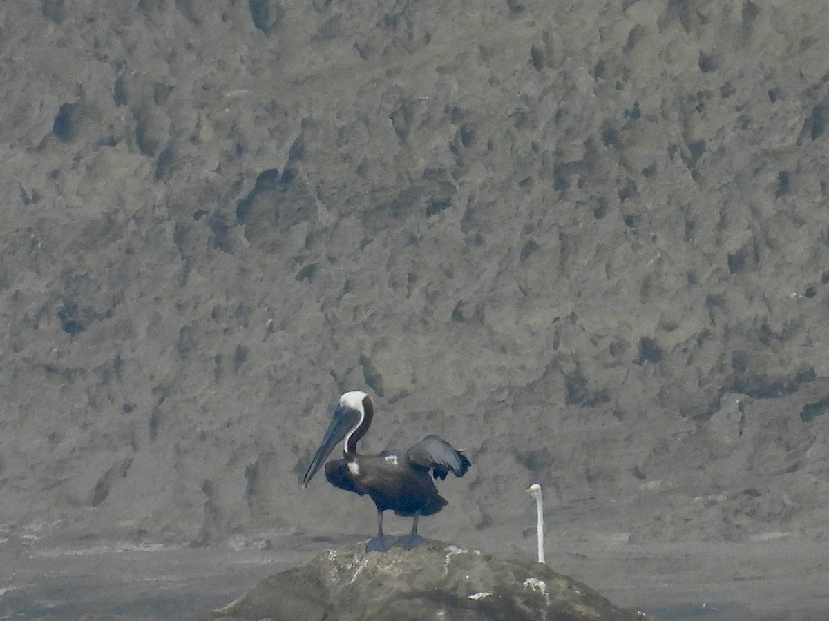 カッショクペリカン - ML646854493