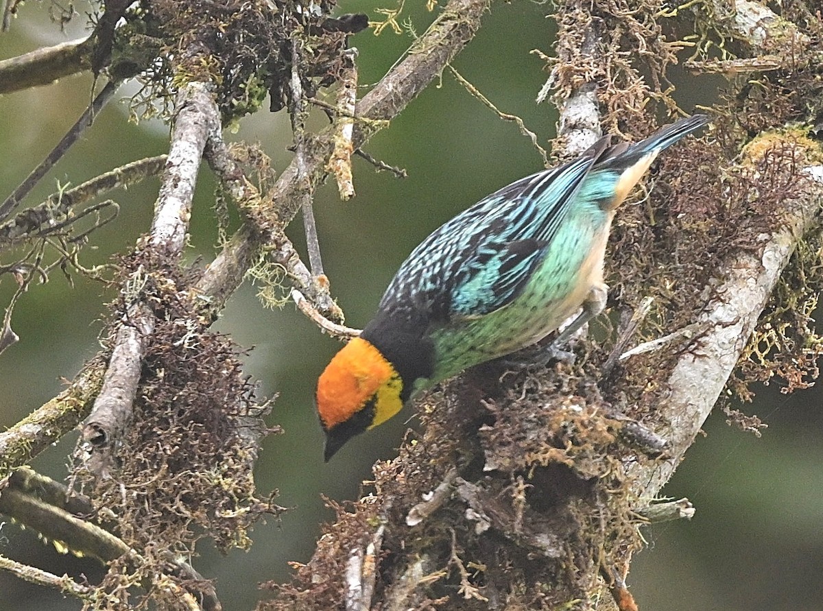 Saffron-crowned Tanager - ML646854494