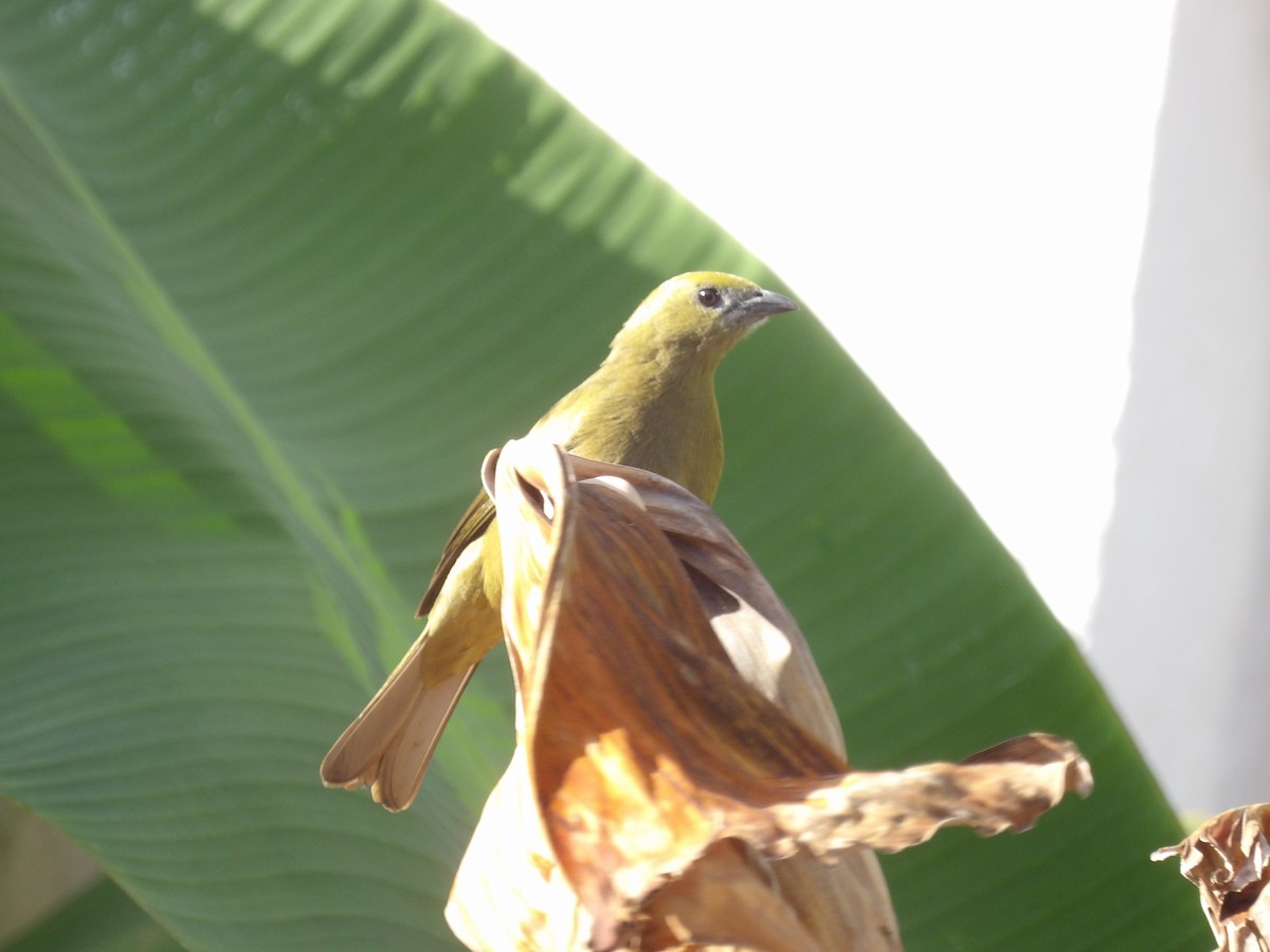 Саяка пальмова - ML646854496