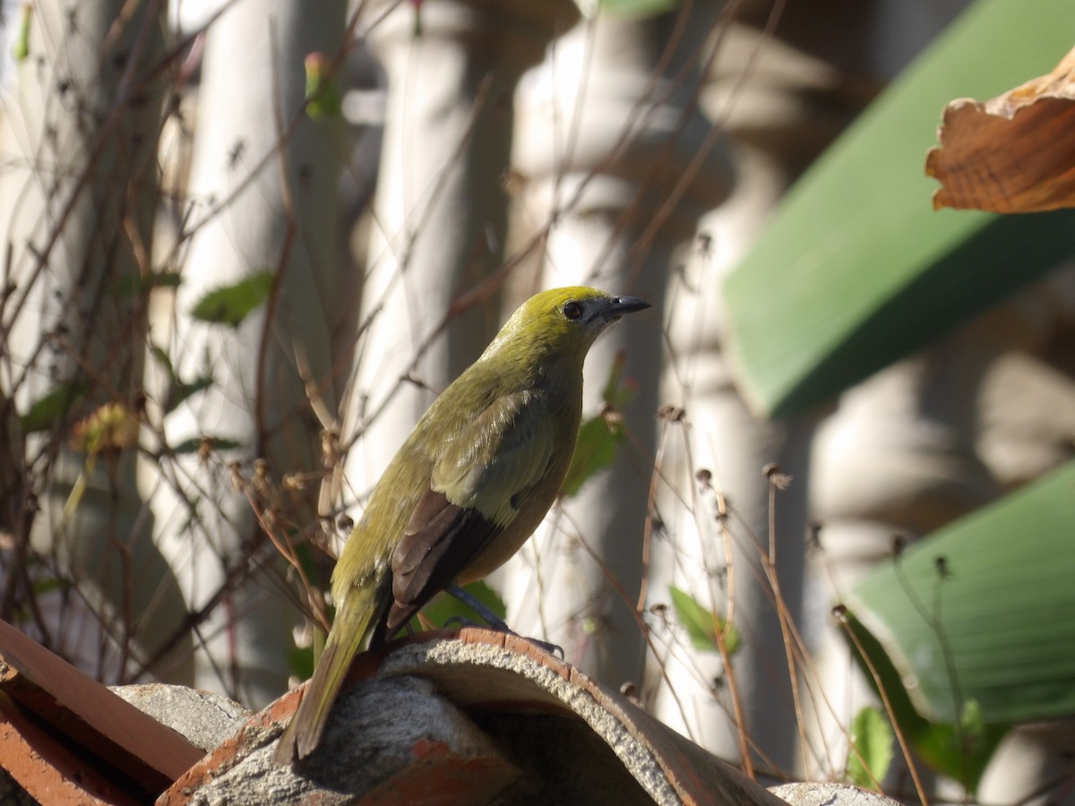 Саяка пальмова - ML646854497