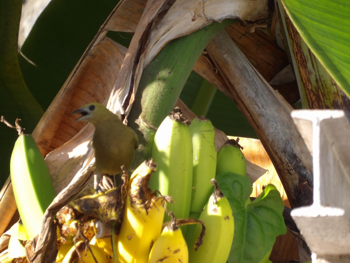 Саяка пальмова - ML646854499