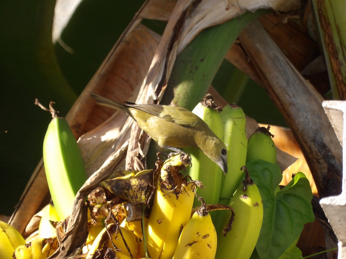 Саяка пальмова - ML646854500