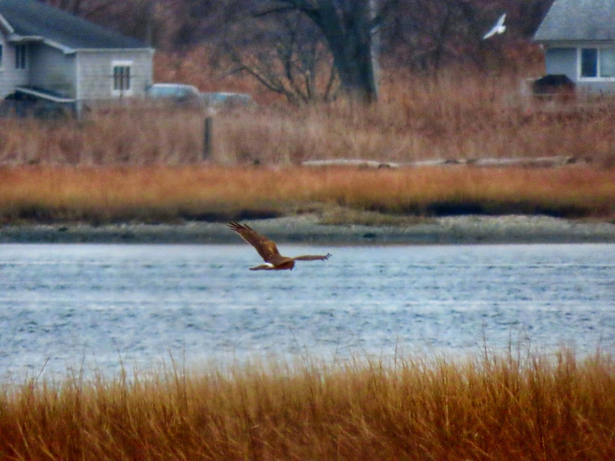 Американский лунь - ML646854501