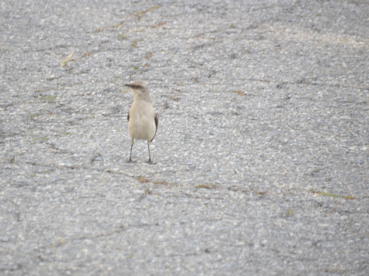Пересмішник сивий [група gilvus] - ML646854502
