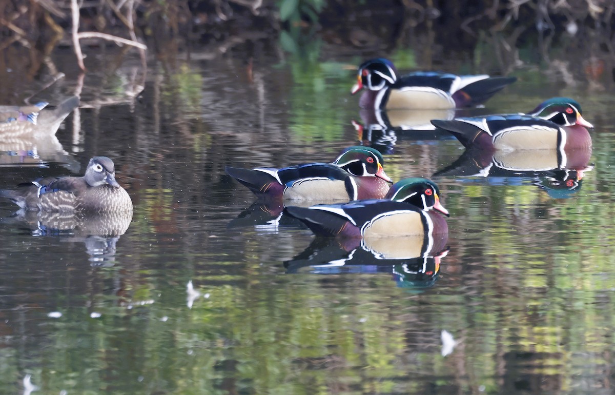 Wood Duck - ML646854503