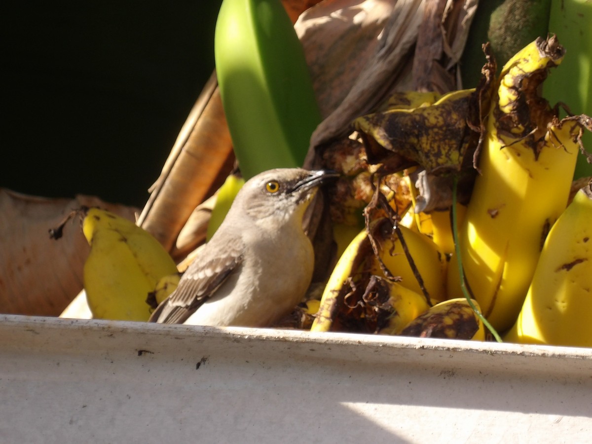 Пересмішник сивий [група gilvus] - ML646854504