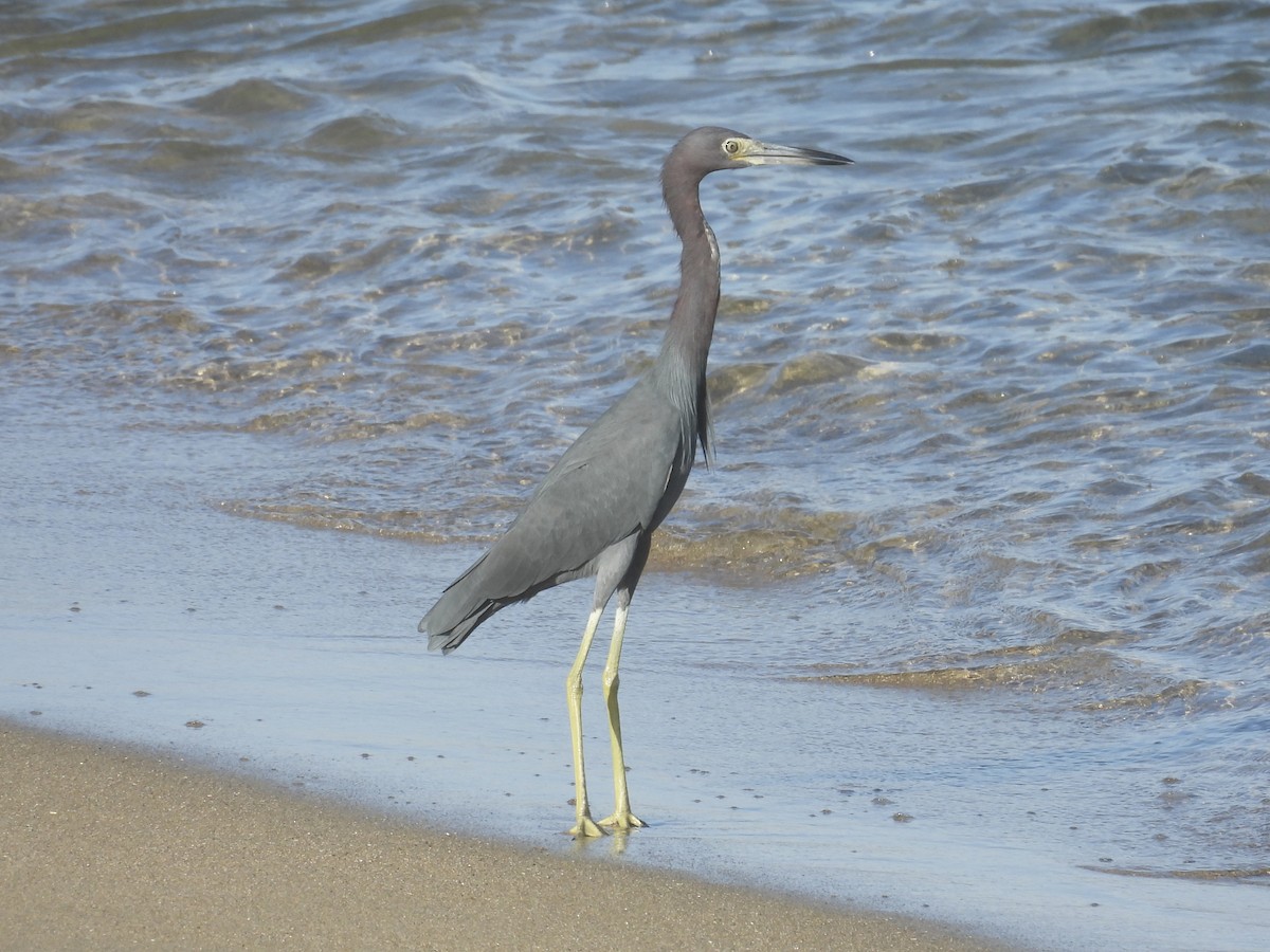 ヒメアカクロサギ - ML646854505