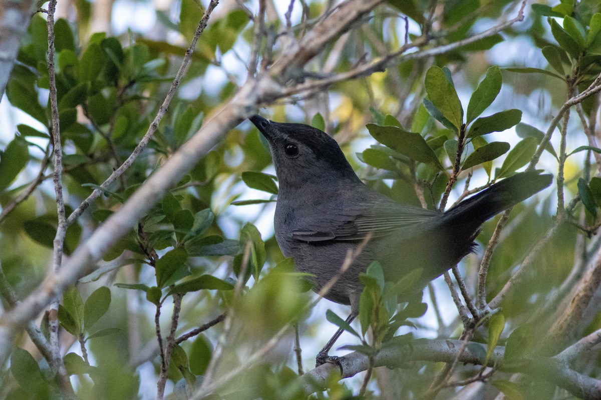 Gri Kedikuşu - ML646854506