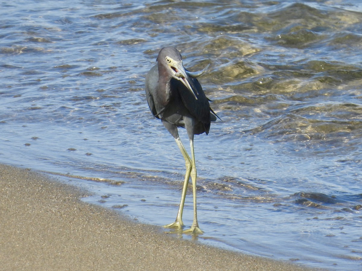 ヒメアカクロサギ - ML646854507