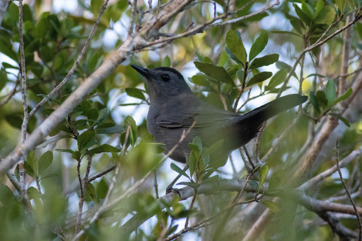 Gri Kedikuşu - ML646854508