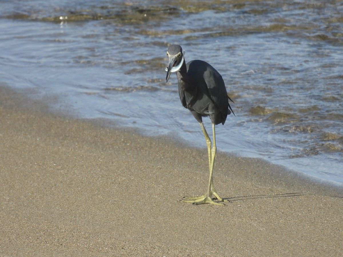 ヒメアカクロサギ - ML646854509