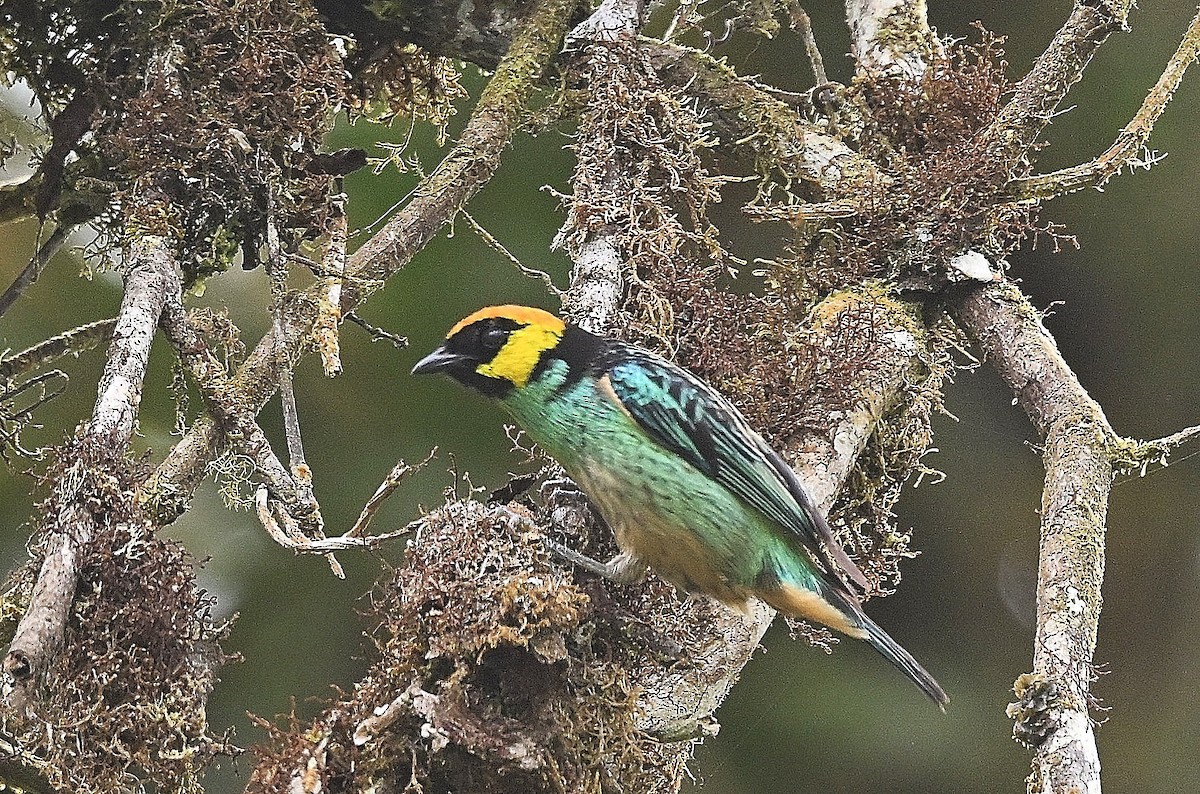 Saffron-crowned Tanager - ML646854512
