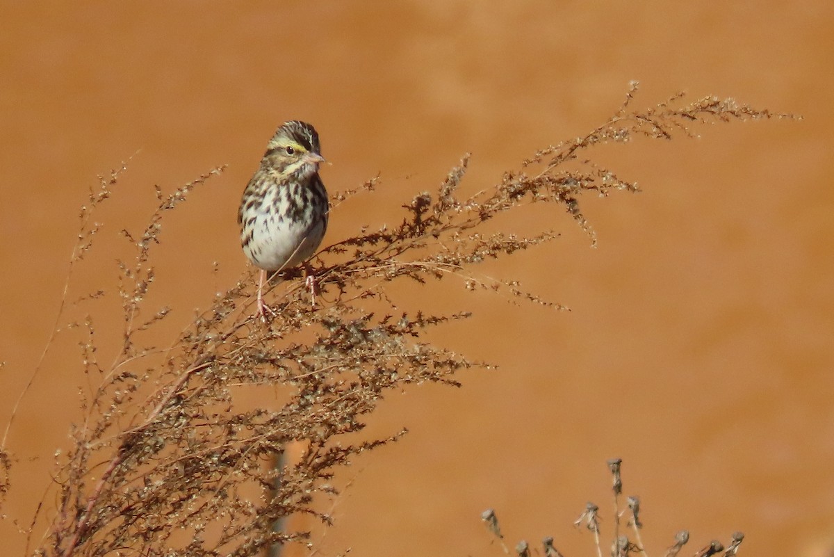 Savannah Sparrow - ML646854513