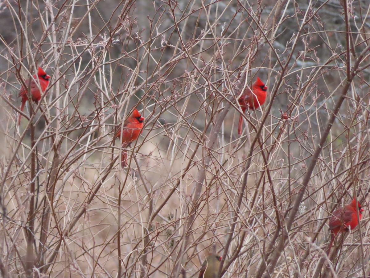 Cardenal Norteño - ML646854516