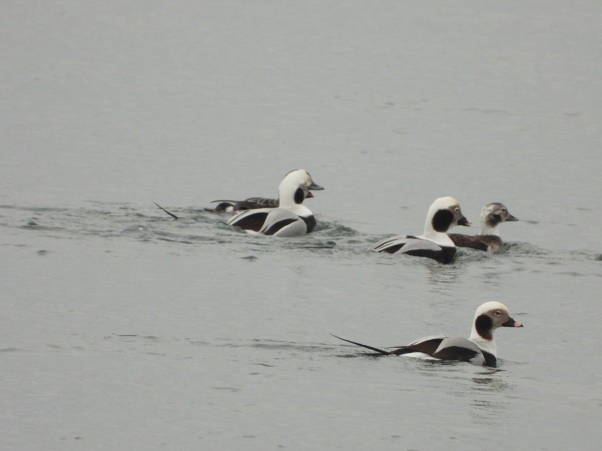 Long-tailed Duck - ML646854517