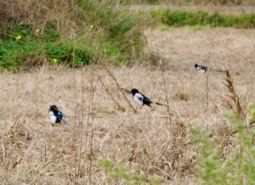 Pie bavarde - ML646854518