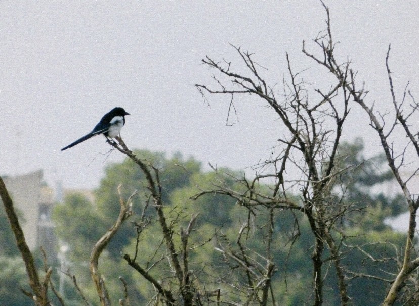 Pie bavarde - ML646854519