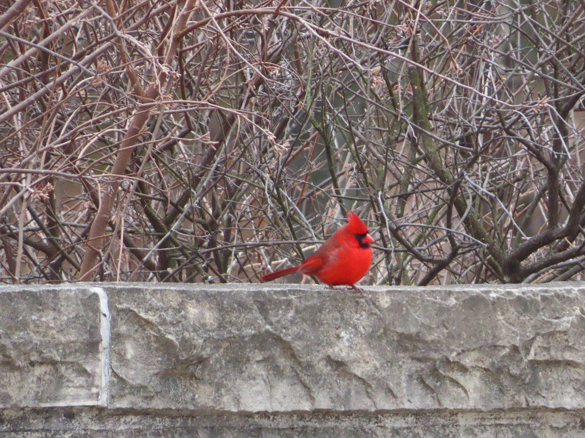 Cardenal Norteño - ML646854524