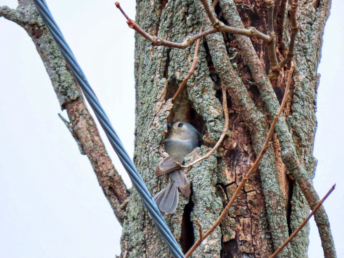 Американская гренадерка - ML646854525