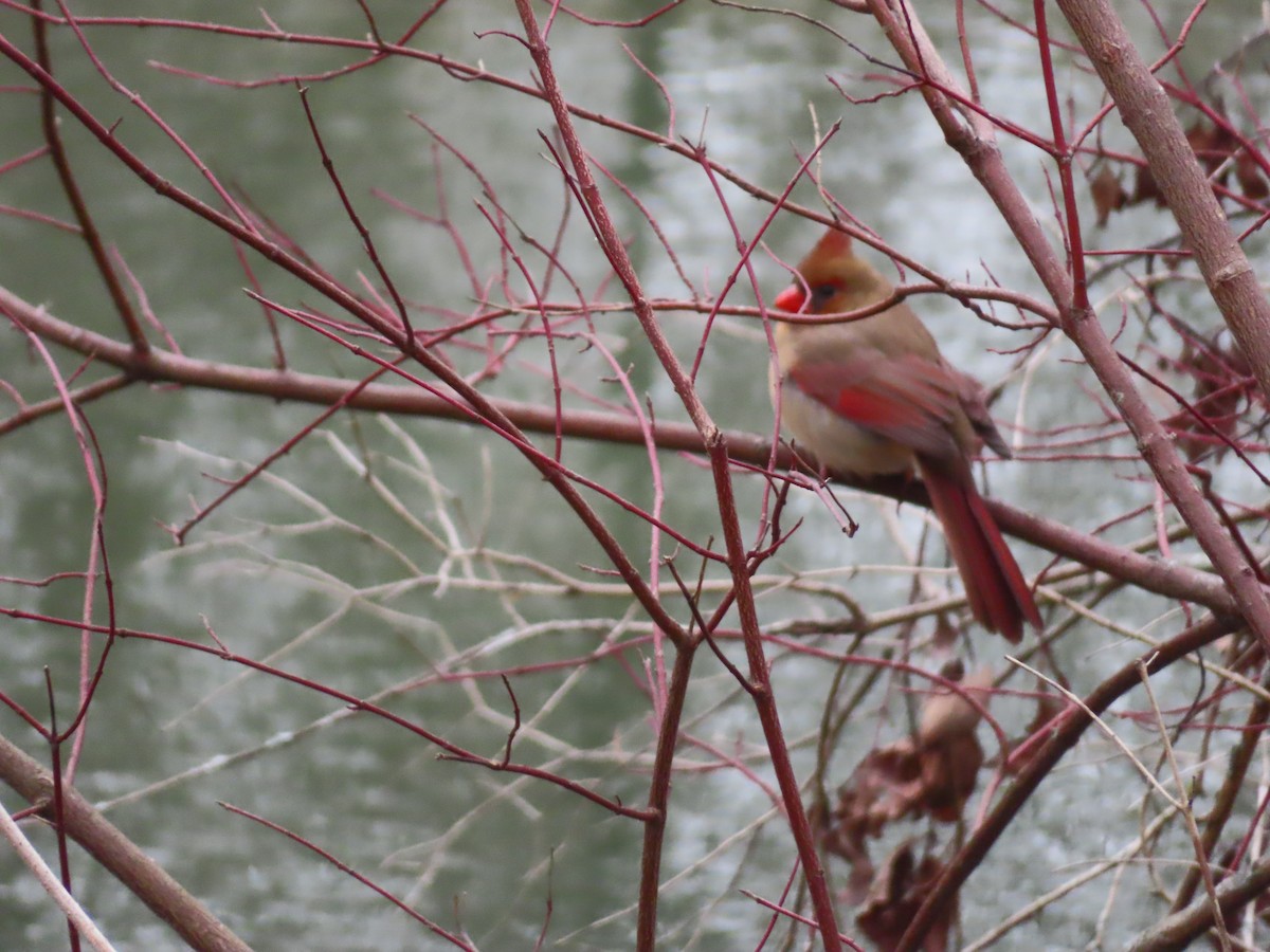 Cardenal Norteño - ML646854528