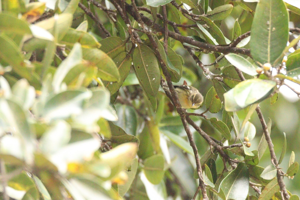 Reinita Gorjinaranja - ML646854529