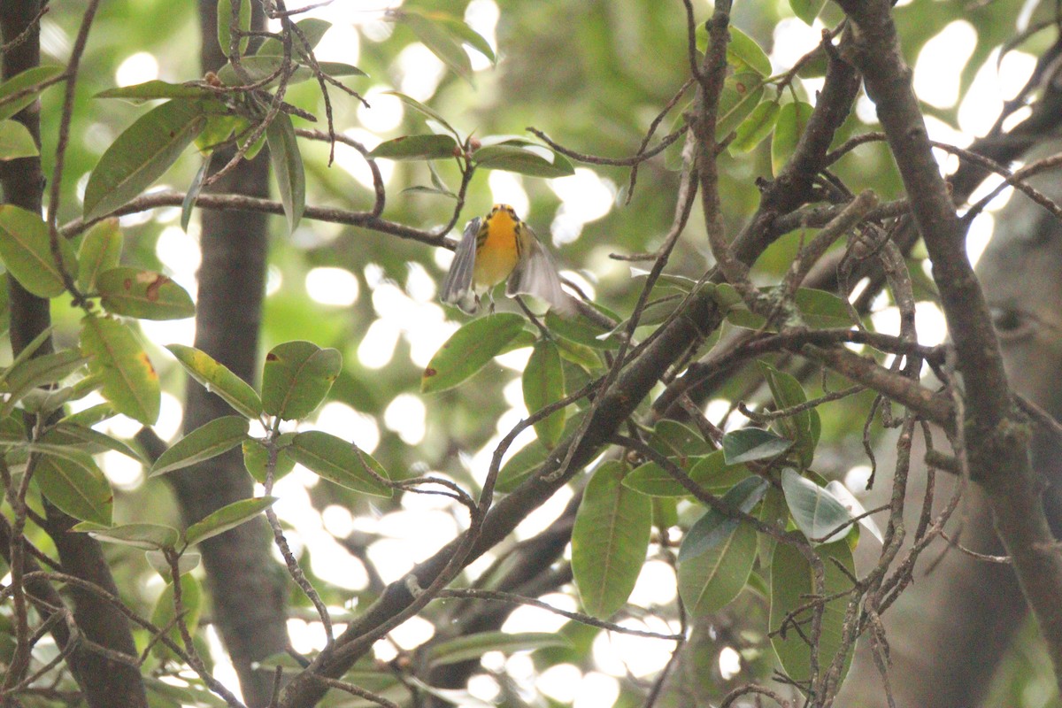 Reinita Gorjinaranja - ML646854530