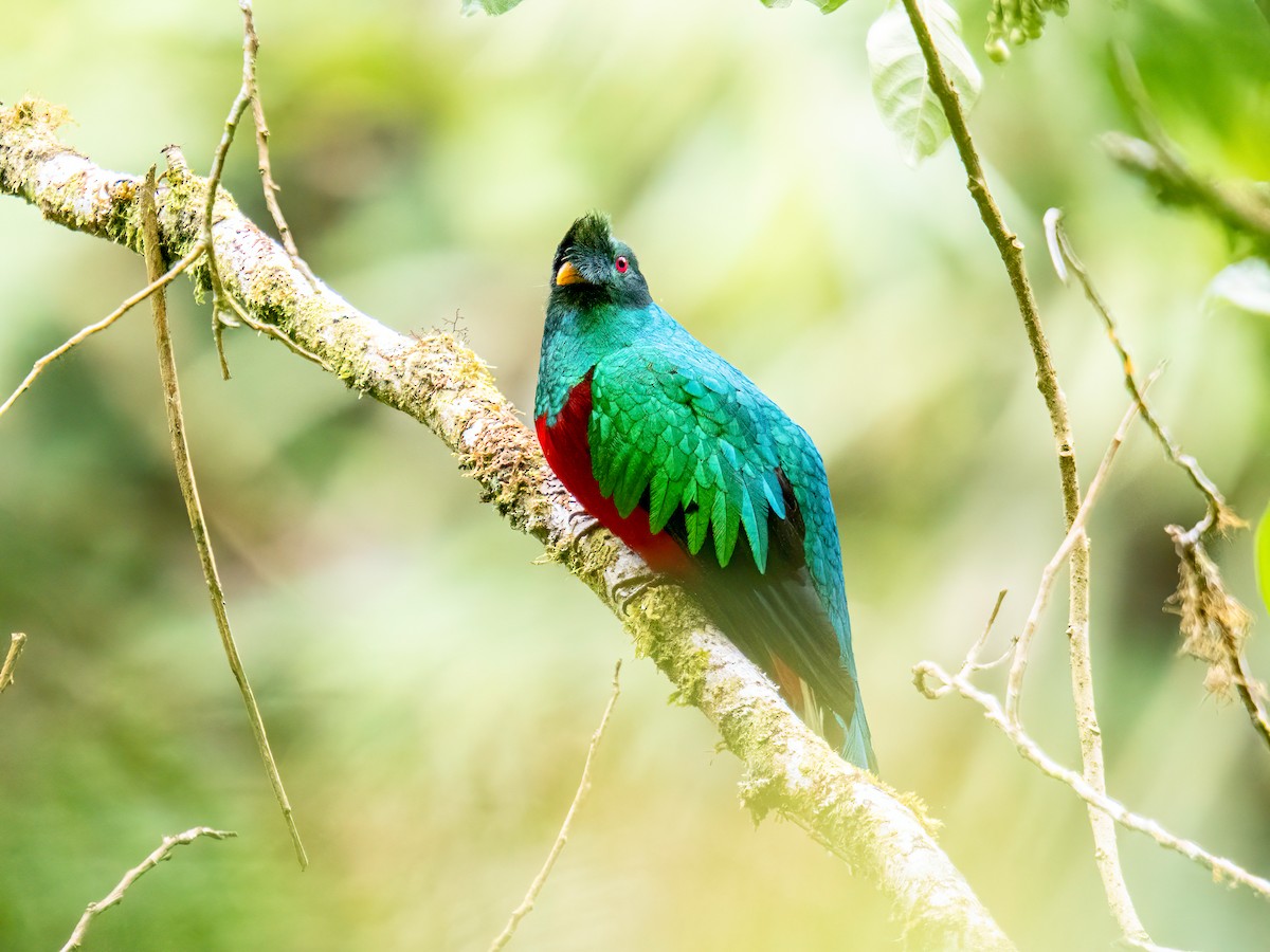 kvesal chocholkatý - ML646854531