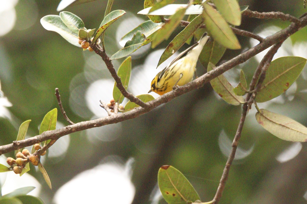 Reinita Gorjinaranja - ML646854532