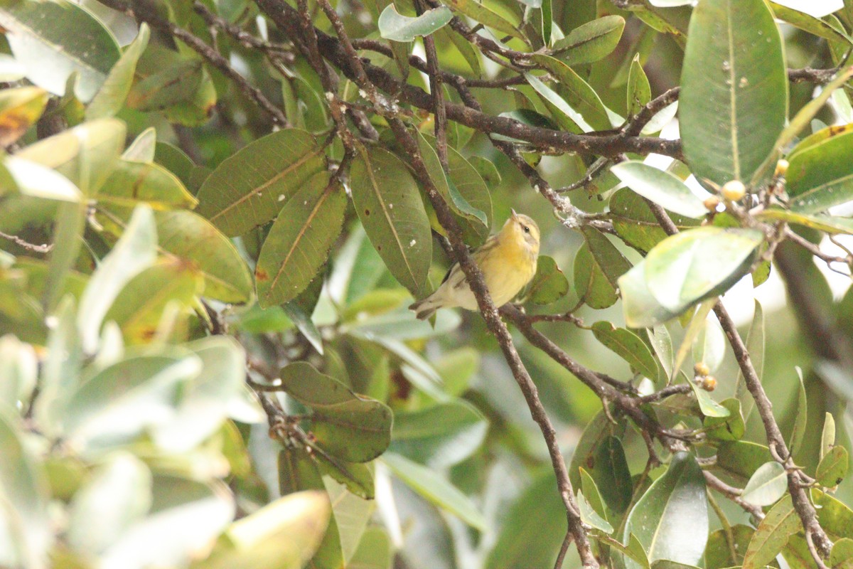 Reinita Gorjinaranja - ML646854533