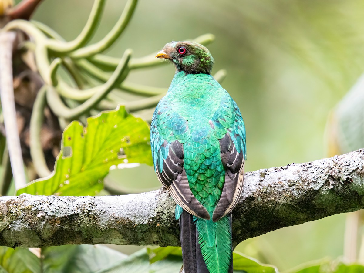 kvesal chocholkatý - ML646854534