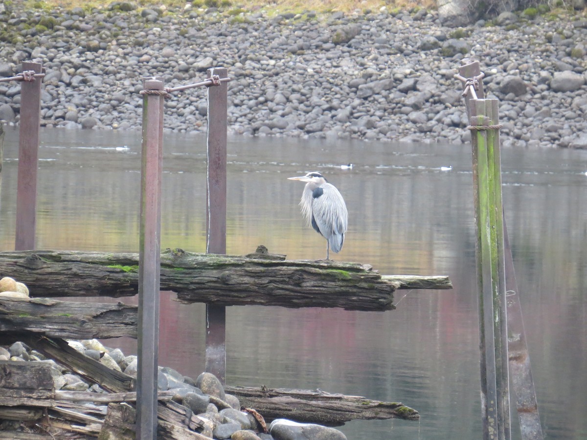Garza Azulada - ML646854537