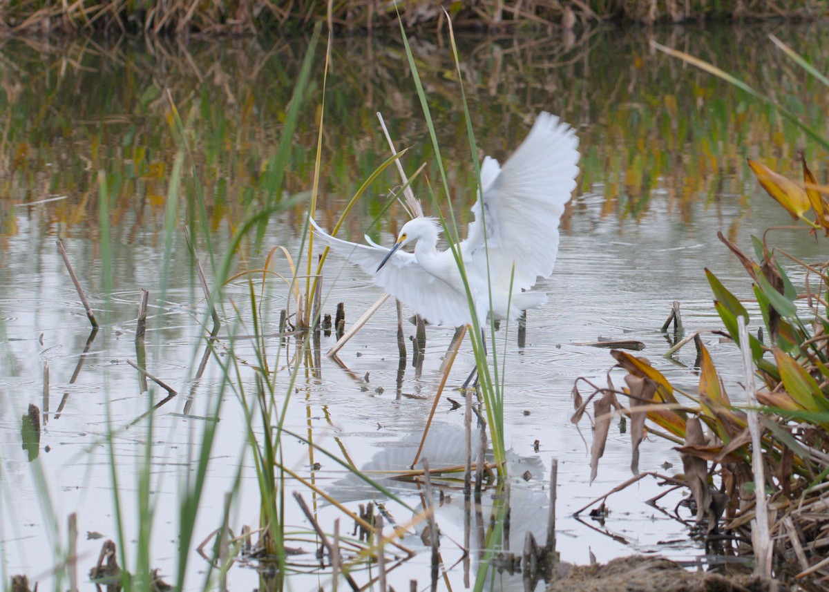 Снежная цапля - ML646854552