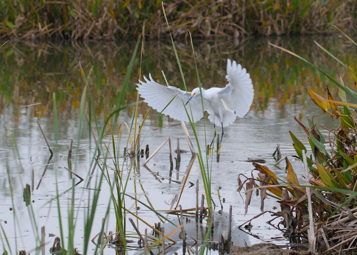 Снежная цапля - ML646854553