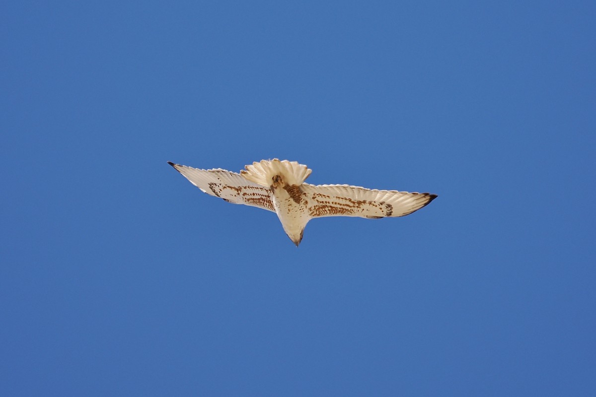 Ferruginous Hawk - ML646854554