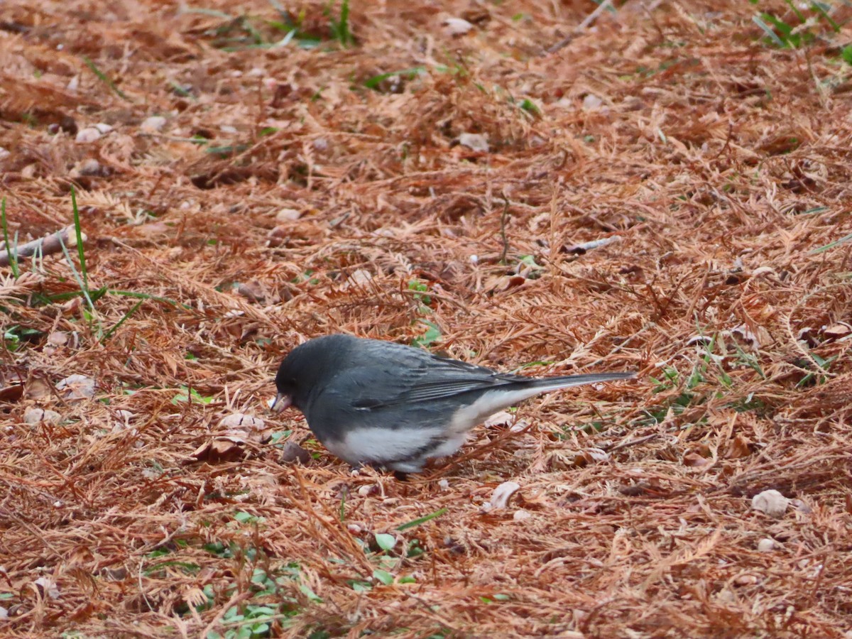 Junco Ojioscuro - ML646854556