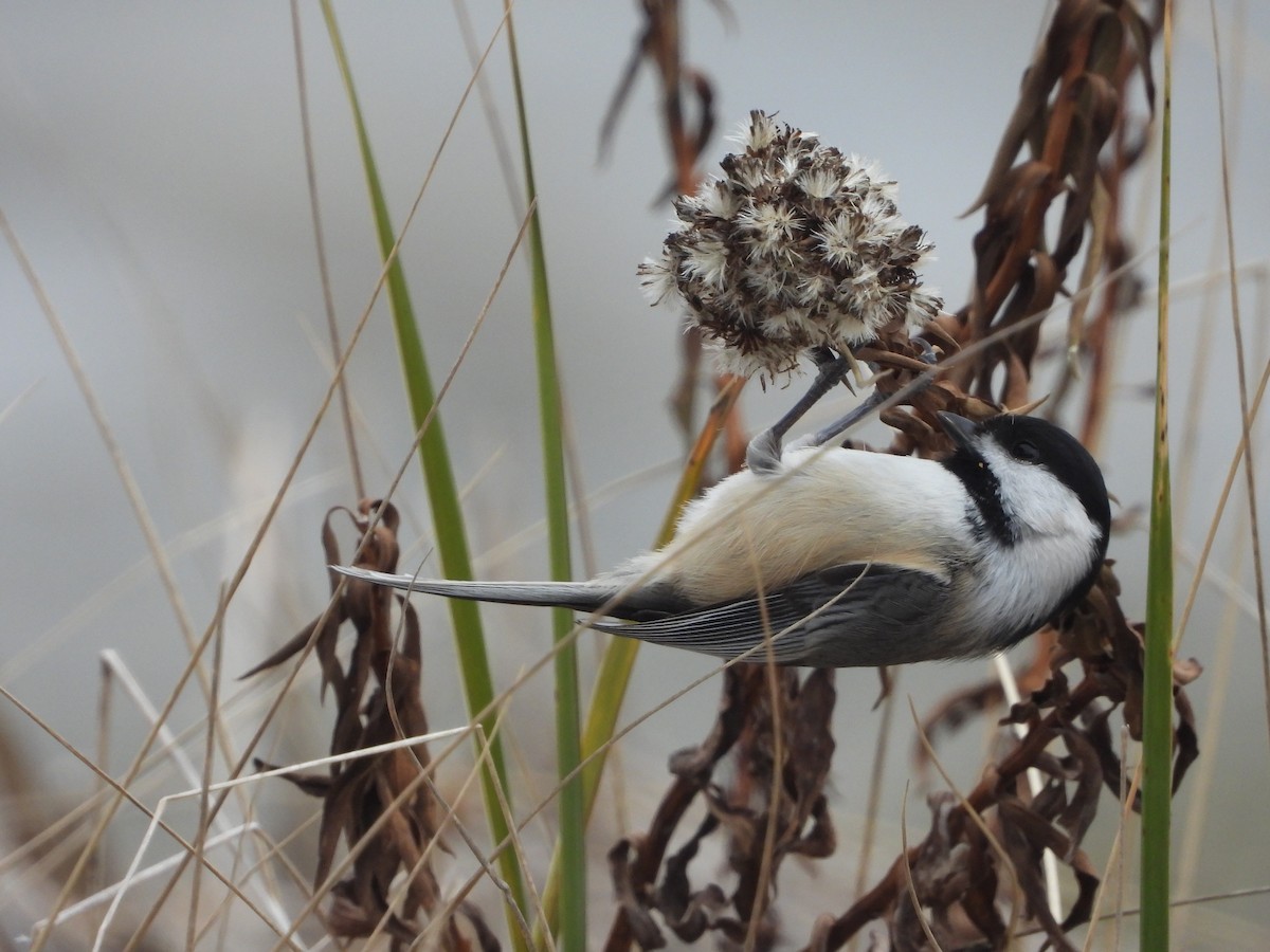 Black-capped Chickadee - ML646854557