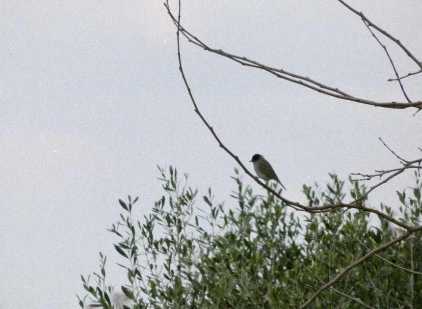 Fauvette à tête noire - ML646854560