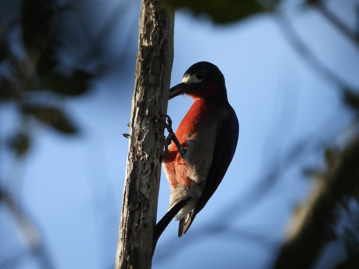 プエルトリコキツツキ - ML646854561