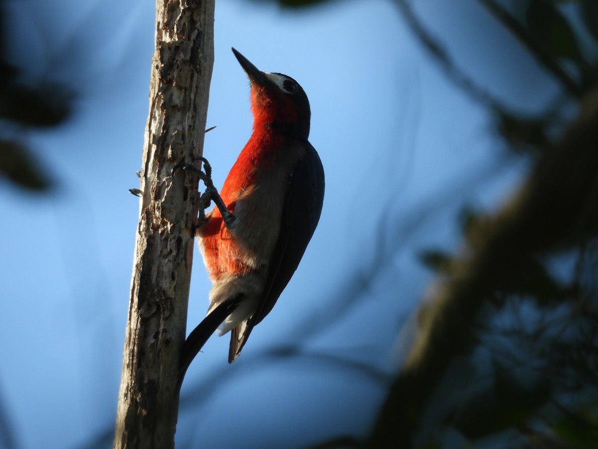 プエルトリコキツツキ - ML646854562