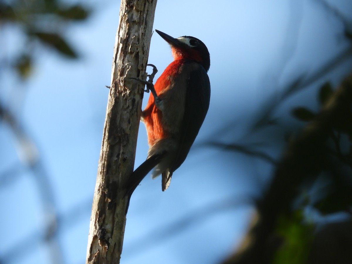 プエルトリコキツツキ - ML646854563