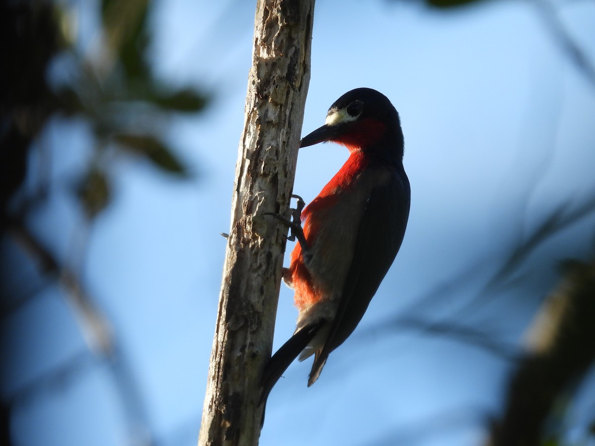 プエルトリコキツツキ - ML646854565