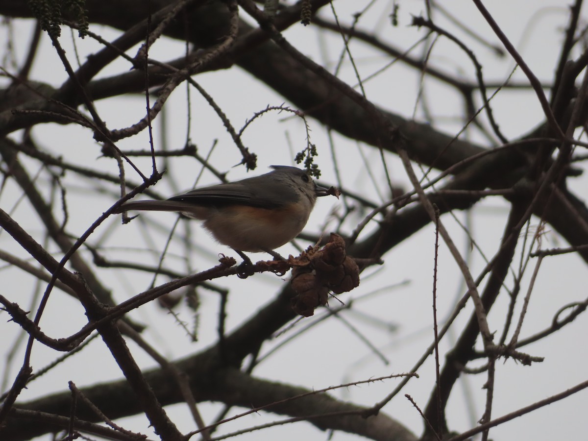 Herrerillo Bicolor - ML646854566