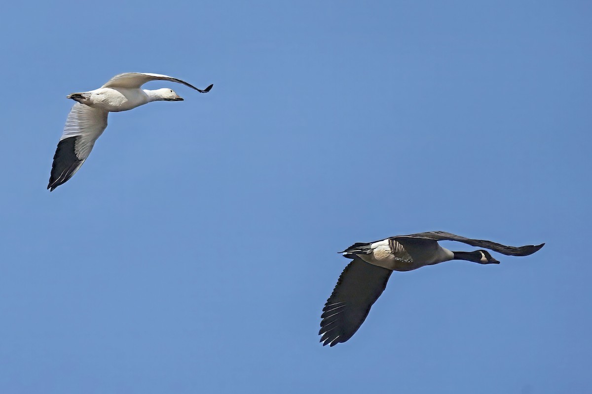 Snow Goose - ML646854577